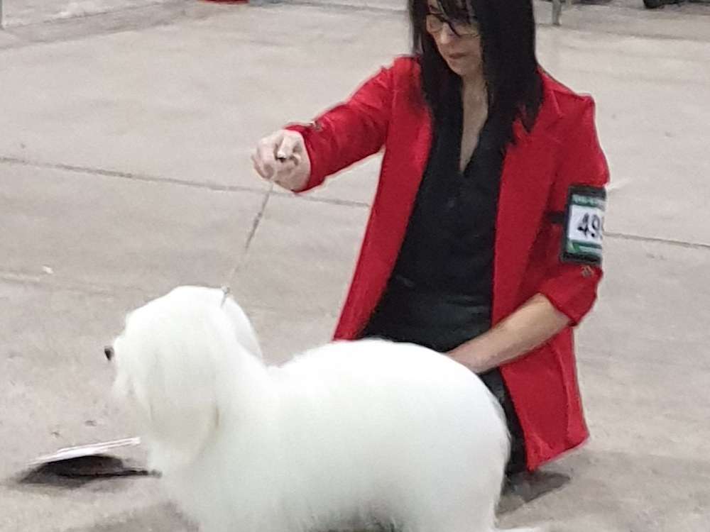 Montewhite Eviva - Best Bitch (BOS) at Crufts 2020!
