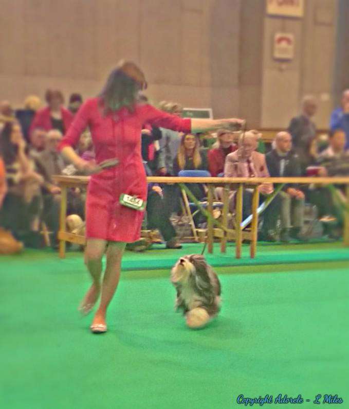 Adorele Angel in the Snow - Crufts - Thu, 10 March 2016