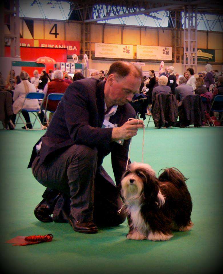 Adorele Angel in the Snow - Crufts - Thu, 5 March 2015
