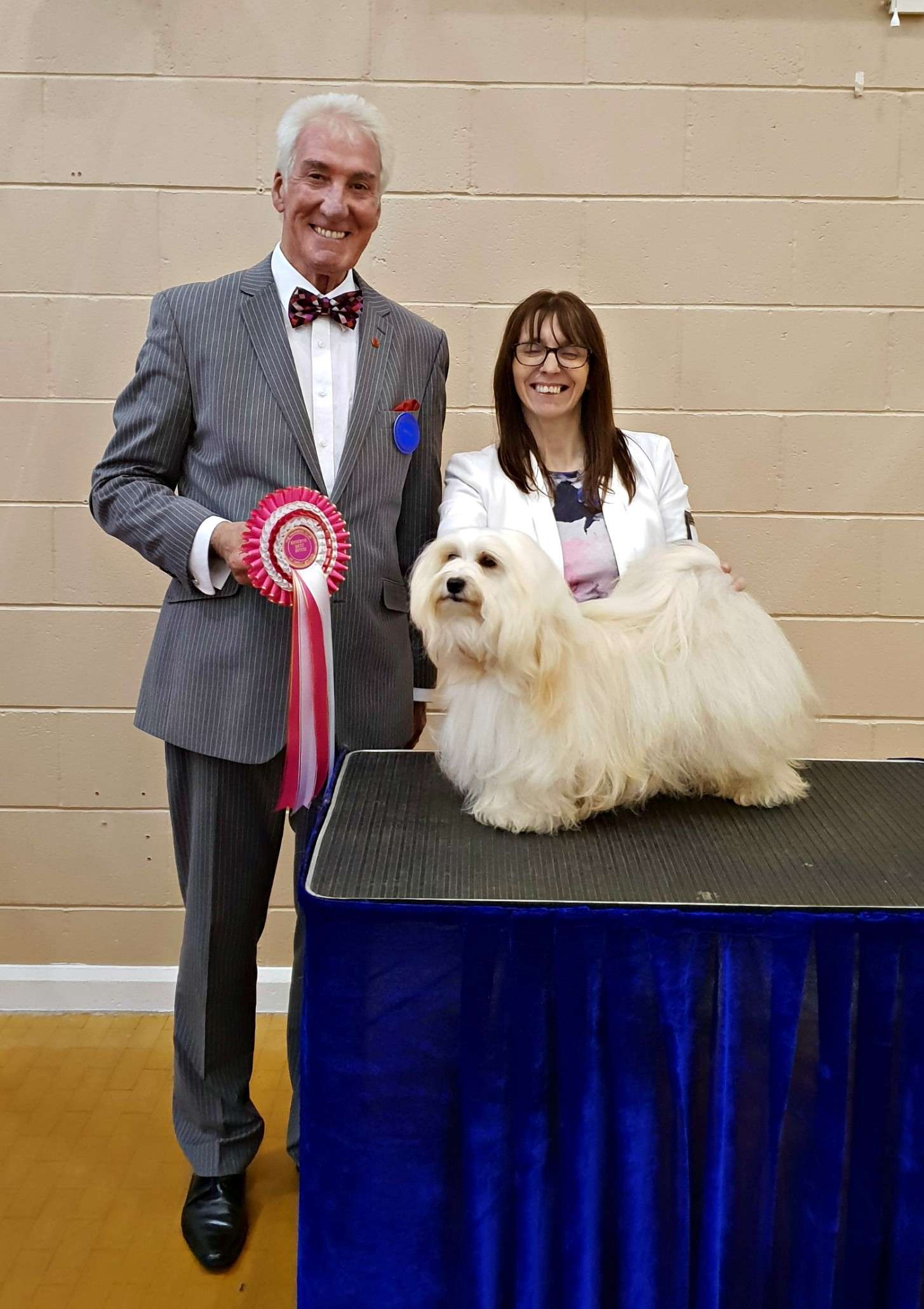 Adorele A Perfect World - Havanese Club of Great Britain Championship Show - Sun, 14 October 2018