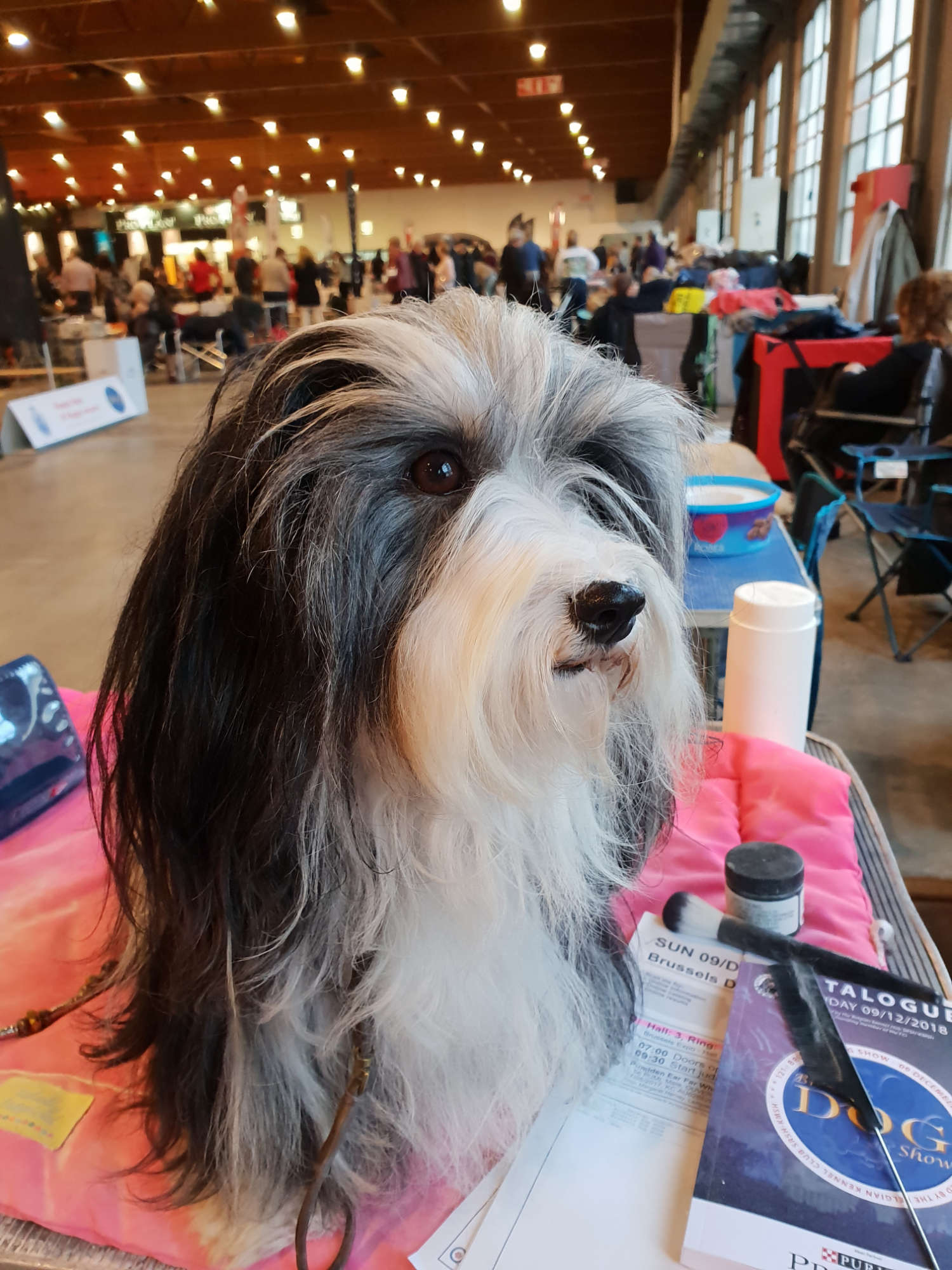 Adorele Angel in the Snow - Brussels Dog Show - Sun, 9 December 2018