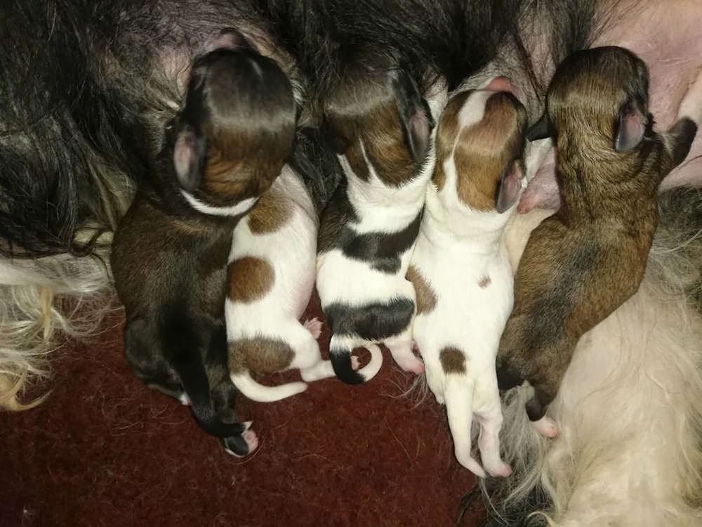 Crinkle and Rio's puppies have arrived!