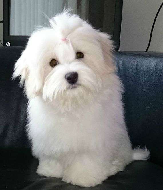 Coton store tulear puppies