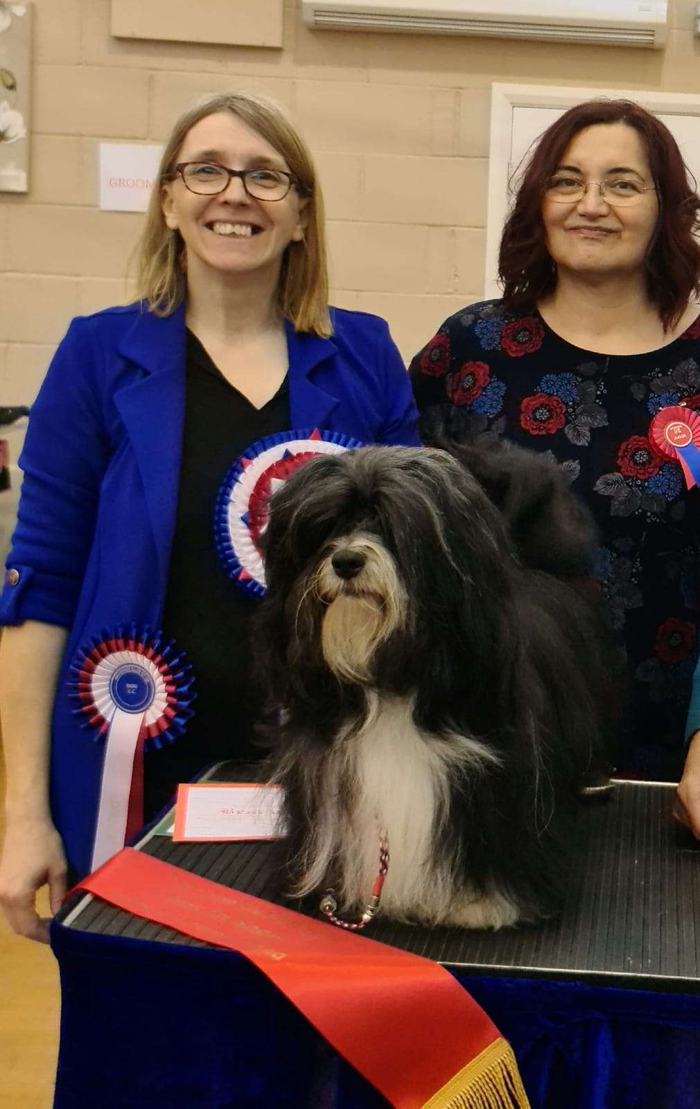 Adorele I'm The One - Havanese Club of Great Britain Championship Show - Sun, 17 October 2021 - AM