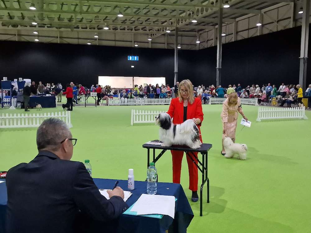 Rio Goes Best of Breed at Birmingham!