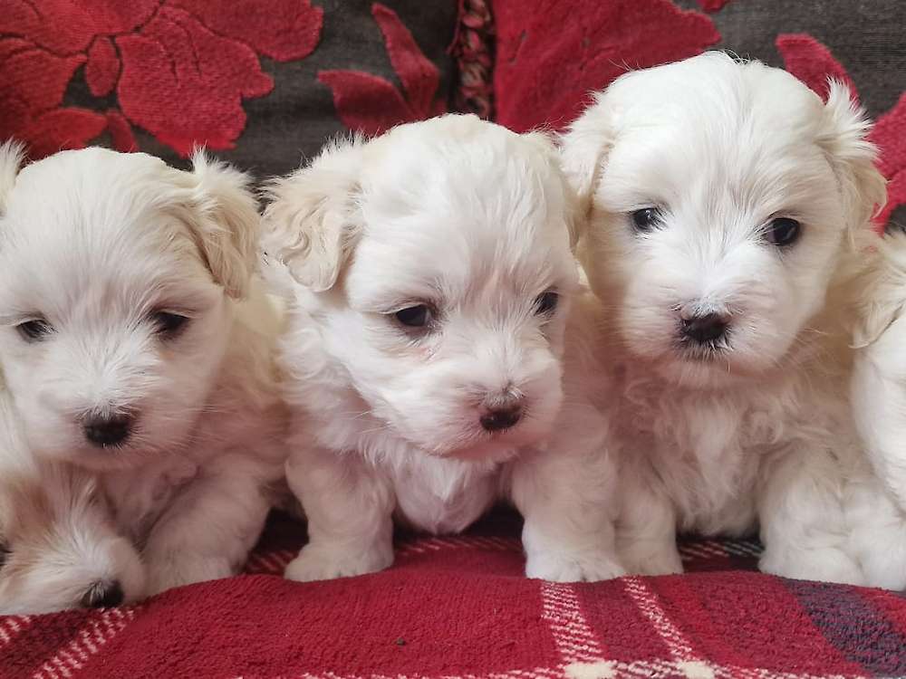 Top Quality Available Adorele Coton de Tulear Puppies in March 2024!