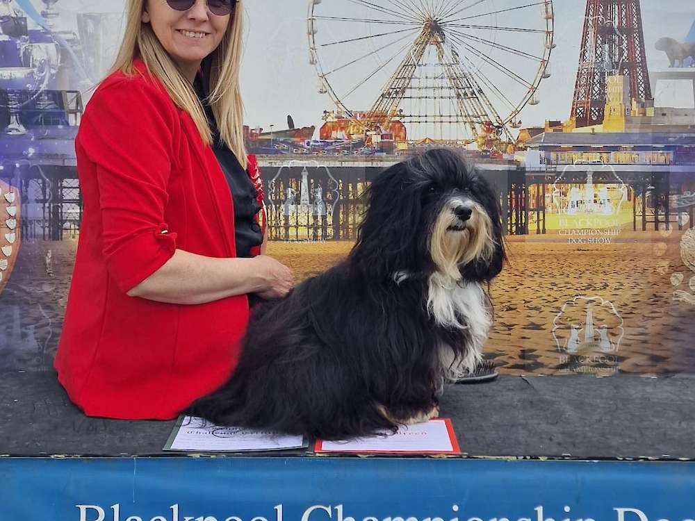 Storm wins Best of Breed and Challenge Certificate (CC) at Blackpool!