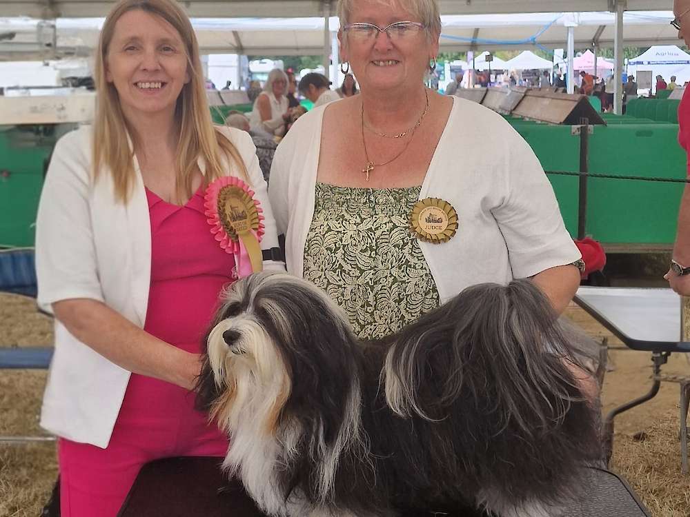 Wonderful Windsor! Romeo awarded Best of Breed (BOB) and his third CC!